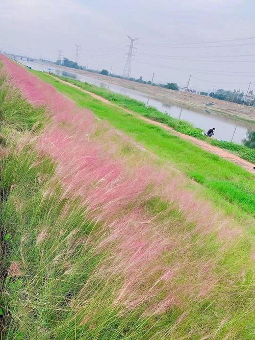 爆草露脸网红,草露脸网红的崛起之路
